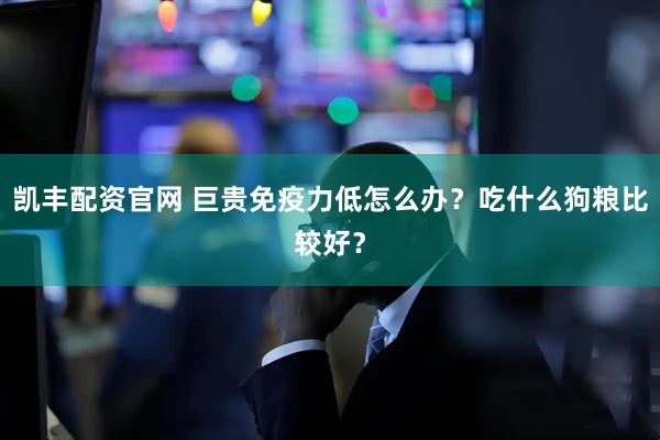 凯丰配资官网 巨贵免疫力低怎么办？吃什么狗粮比较好？