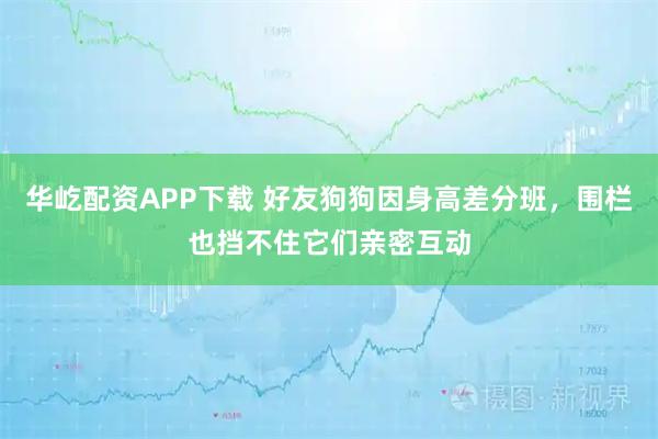 华屹配资APP下载 好友狗狗因身高差分班，围栏也挡不住它们亲密互动